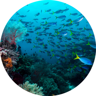 An underwater reefscape near West Maluku, Indonesia.